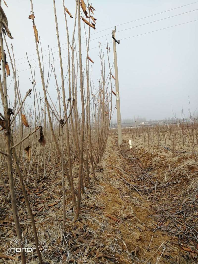 樱桃苗车厘子樱红俄罗斯8号黑珍珠保证品种假一赔十