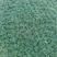 玉龙草自产自销50万营养钵苗玉龙草直销。基地价格