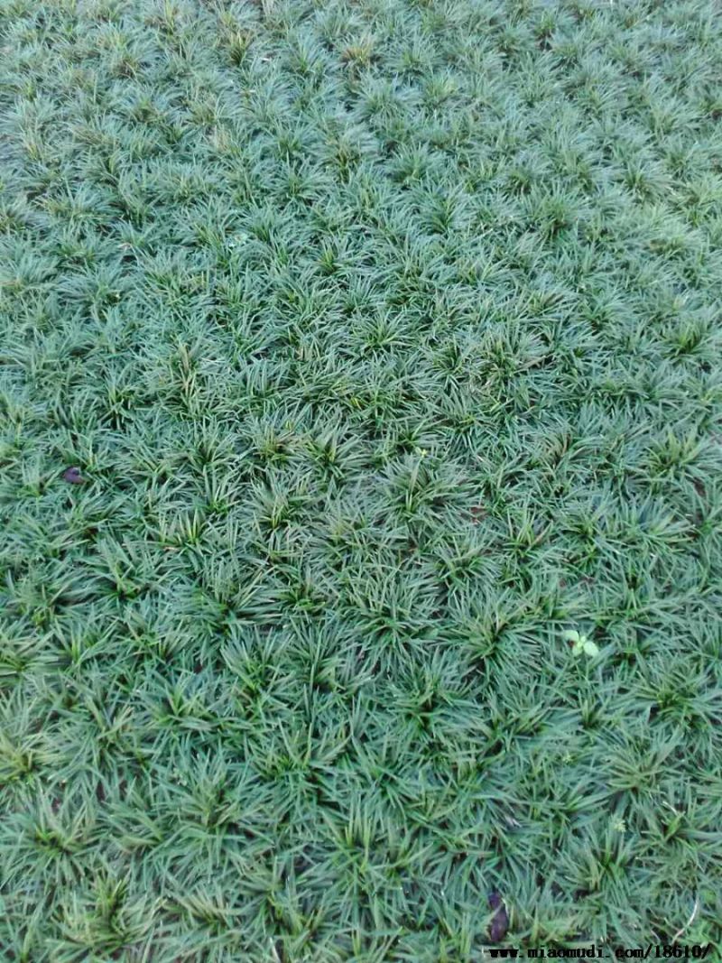 玉龙草自产自销50万营养钵苗玉龙草直销。基地价格