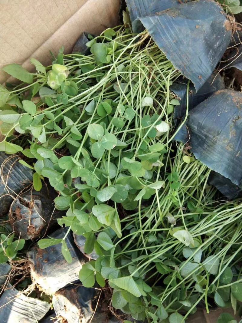 三叶草自产自销80万三叶草基地直销。青州价格