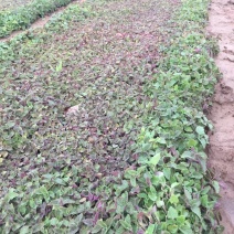 荆芥基地直销荆芥种植基地。300万处理