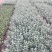 单叶蔓荆种植基地。单叶蔓荆自产自销。300万价格