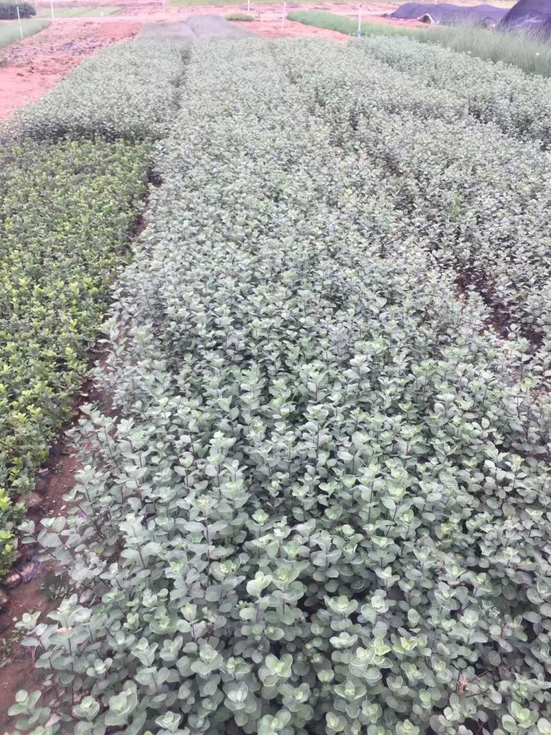 单叶蔓荆种植基地。单叶蔓荆自产自销。300万价格