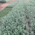 单叶蔓荆种植基地。单叶蔓荆自产自销。300万价格