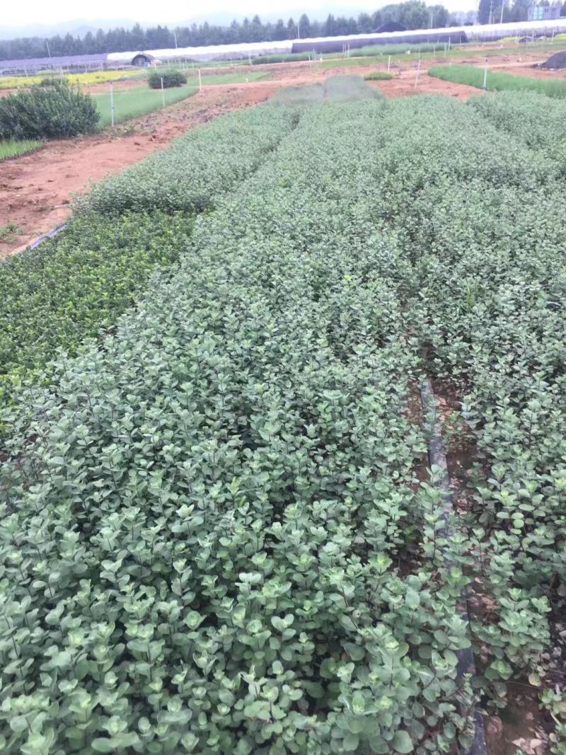 单叶蔓荆种植基地。单叶蔓荆自产自销。300万价格