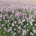 花葱自产自销花葱种植基地。300万直销。