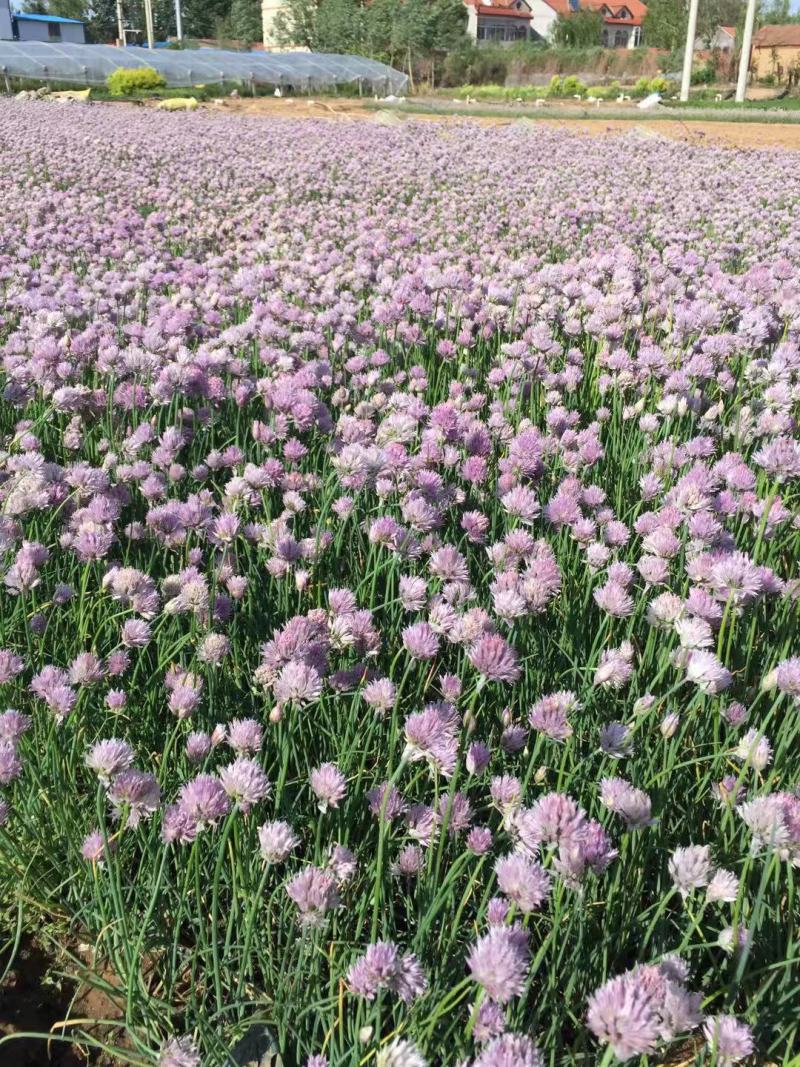 花葱自产自销花葱种植基地。300万直销。