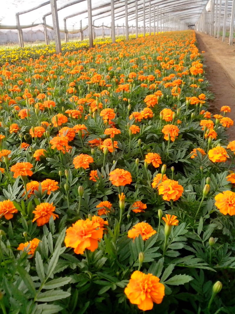 孔雀草800万株基地直销孔雀草自产自销。低价处理