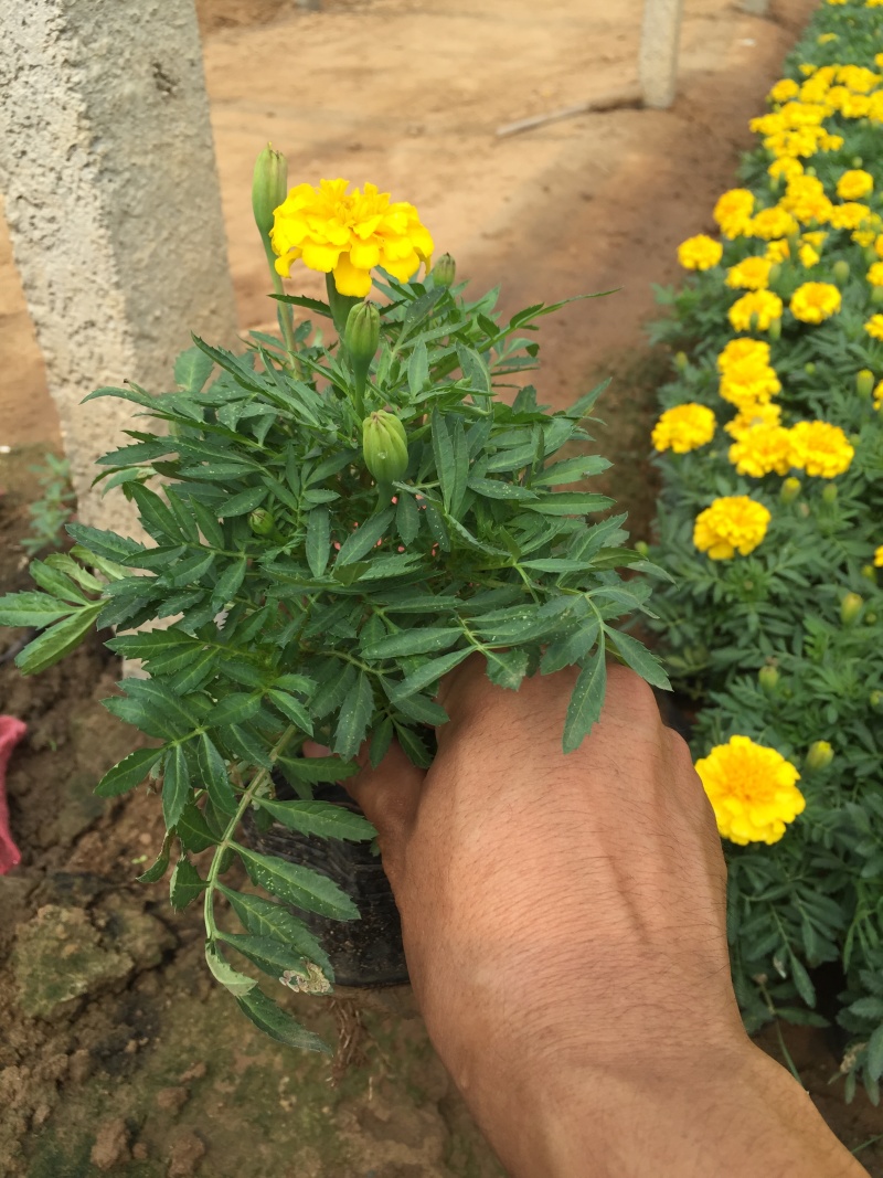 孔雀草800万株基地直销孔雀草自产自销。低价处理