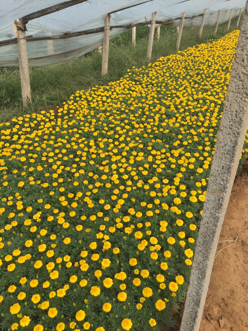 孔雀草800万株基地直销孔雀草自产自销。低价处理