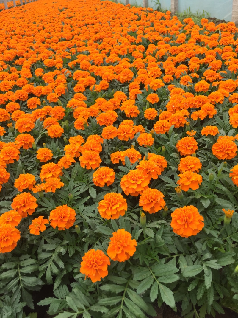 孔雀草800万株基地直销孔雀草自产自销。低价处理