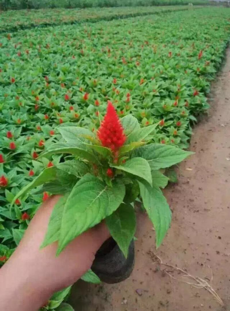 鸡冠花自产自销800万鸡冠花基地直销。低价处理。