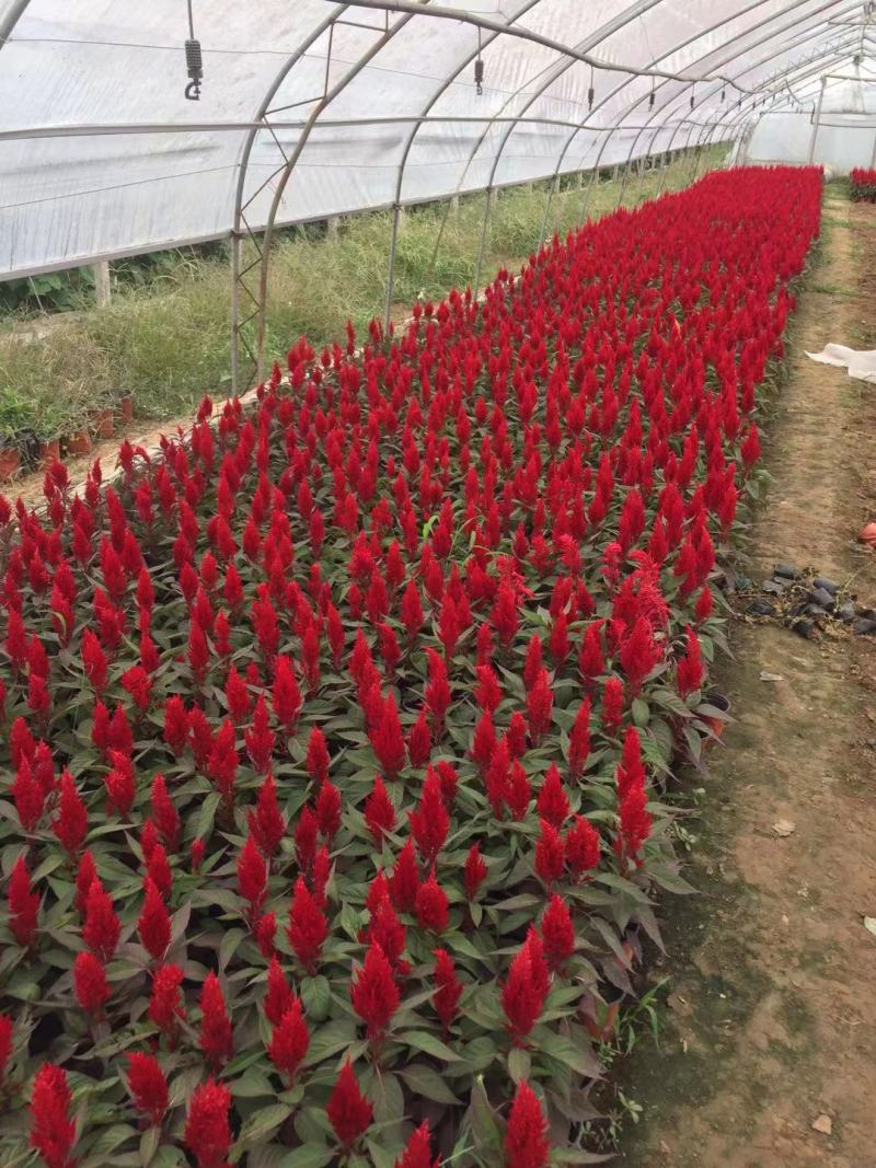 花叶鸡冠花自产自销花叶鸡冠花基地直销。400万低价出