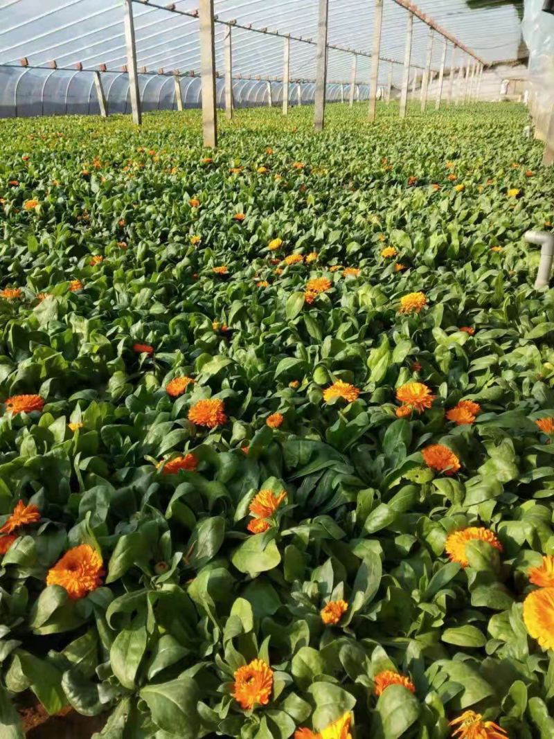 金盏菊自产自销600万金盏菊直销。低价处理。