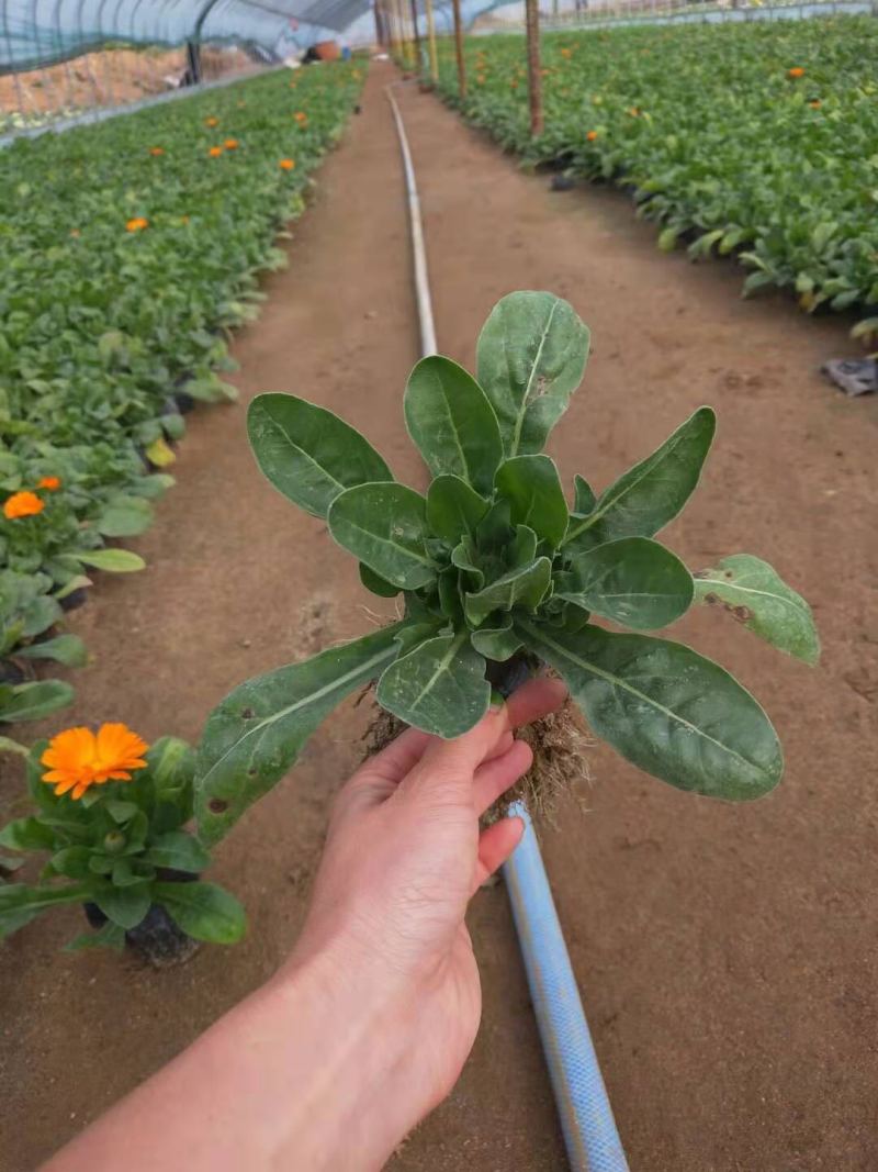 金盏菊自产自销600万金盏菊直销。低价处理。