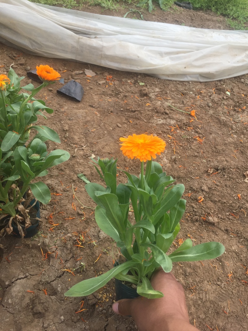 金盏菊自产自销600万金盏菊直销。低价处理。