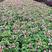 夏堇自产自夏堇种植基地夏堇。300万处理