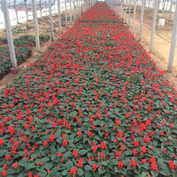 一串红种植基地600万一串红基地直销。青州价格