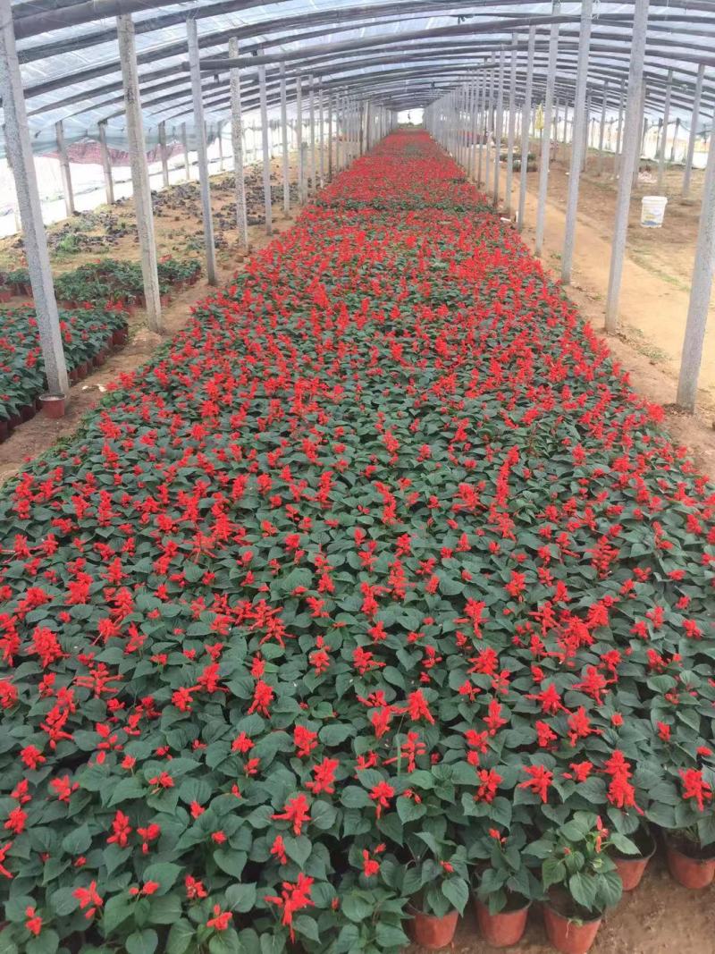 一串红种植基地600万一串红基地直销。青州价格