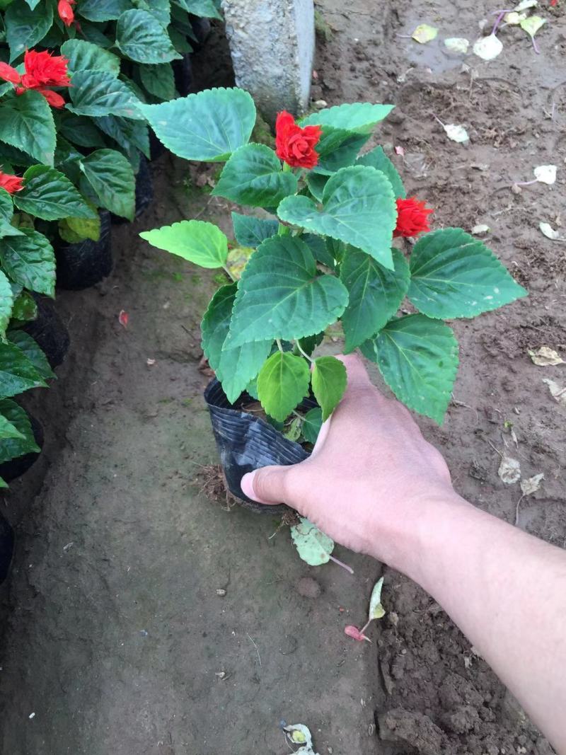 一串红种植基地600万一串红基地直销。青州价格