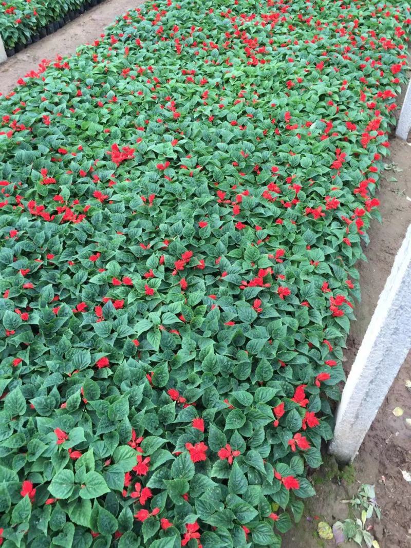一串红种植基地600万一串红基地直销。青州价格