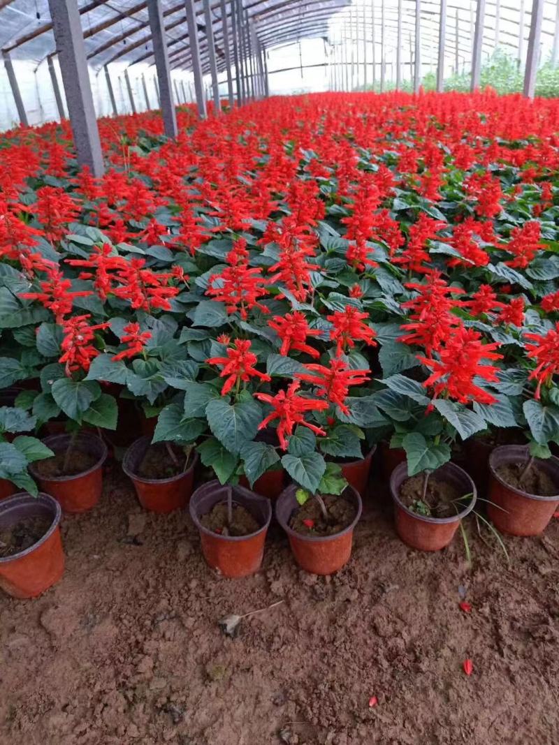 一串红种植基地600万一串红基地直销。青州价格