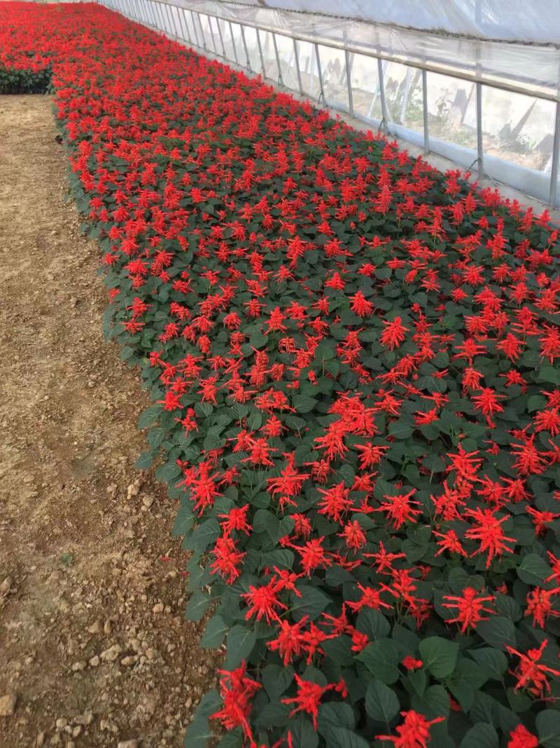 一串红种植基地600万一串红基地直销。青州价格