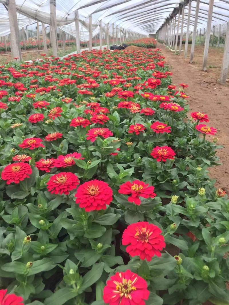 百日草自产自销100万百日草基地直销。低价处理。