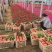 百日草自产自销100万百日草基地直销。低价处理。