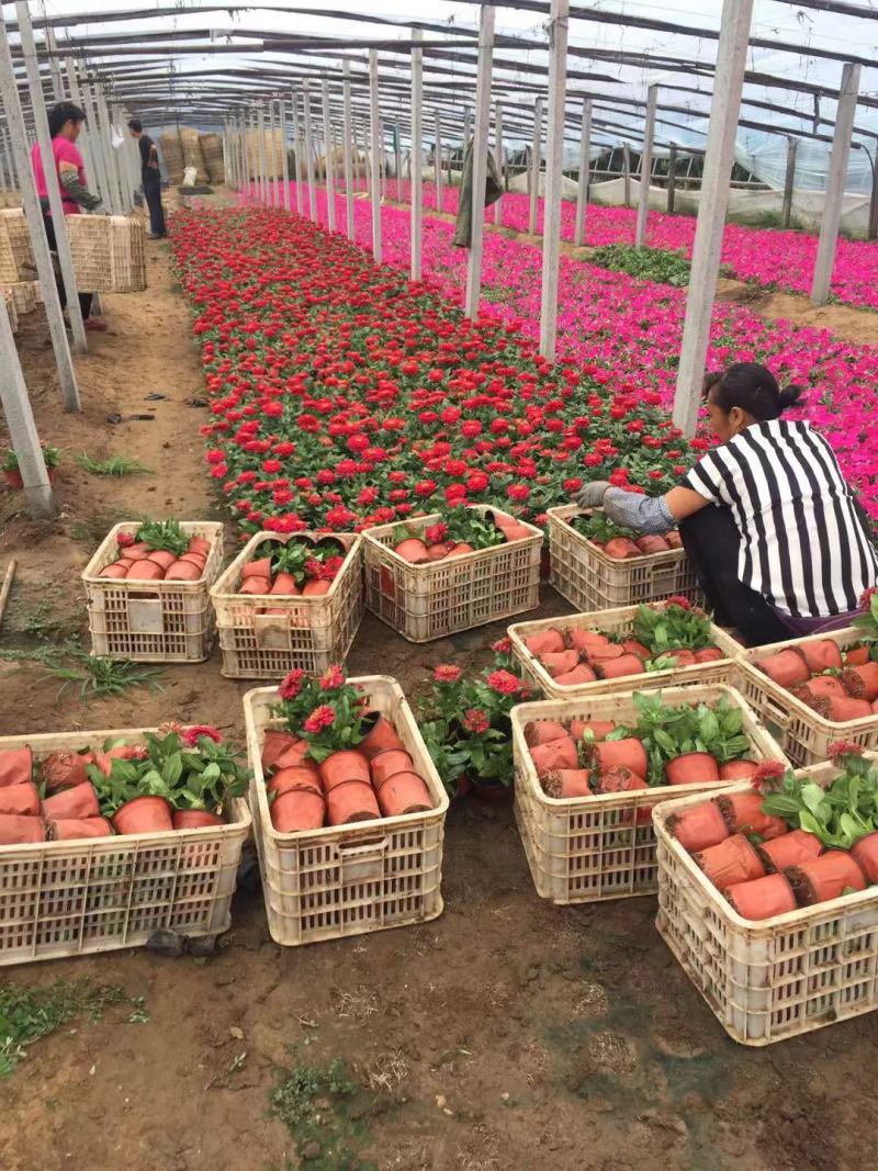 百日草自产自销100万百日草基地直销。低价处理。