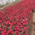 百日草自产自销100万百日草基地直销。低价处理。