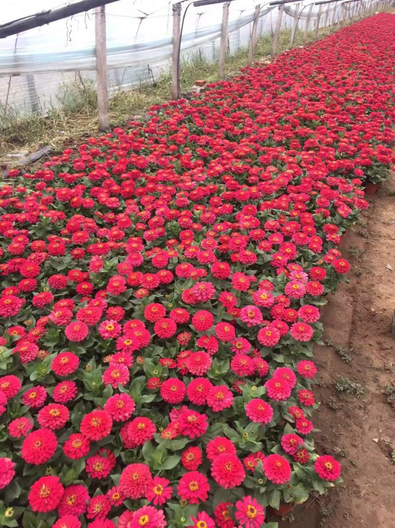 百日草自产自销100万百日草基地直销。低价处理。