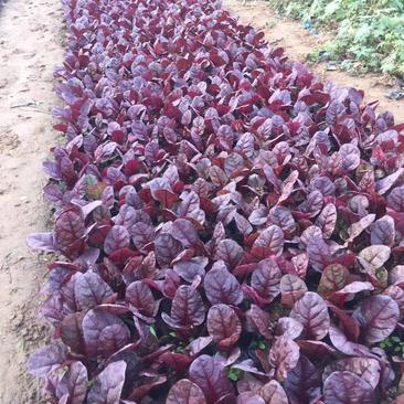 红叶甜菜自产自销红叶甜菜种植基地。300万处理