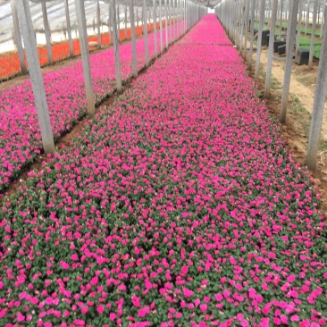 凤仙自产自销非洲凤仙种植基地。300万处理。