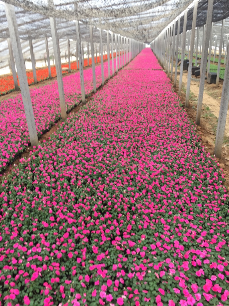 凤仙自产自销非洲凤仙种植基地。300万处理。