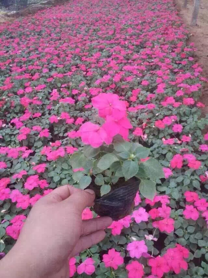 凤仙自产自销非洲凤仙种植基地。300万处理。