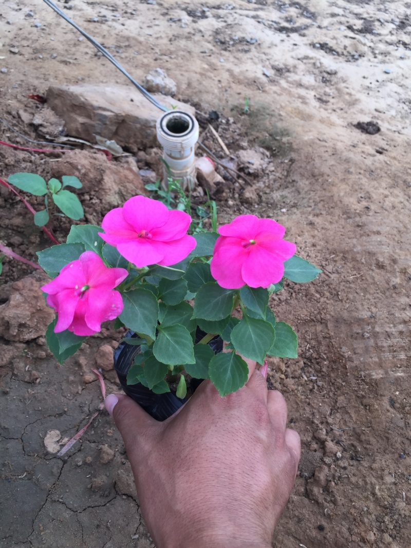 凤仙自产自销非洲凤仙种植基地。300万处理。