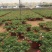 太阳花自产自销太阳花种植基地。500万处理