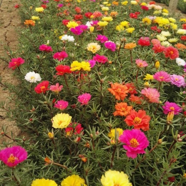 马齿笕自产自销大花马齿笕种植基地。300万处理。