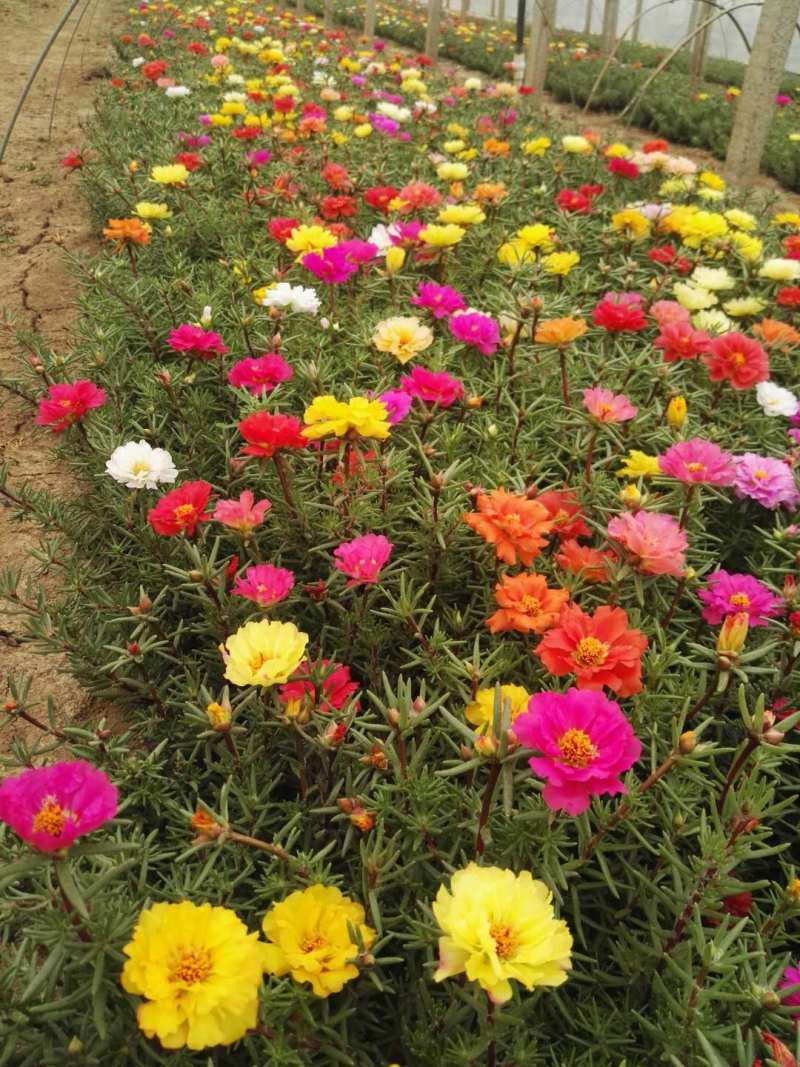 马齿笕自产自销大花马齿笕种植基地。300万处理。