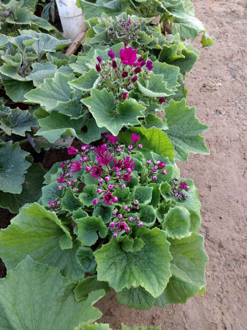 瓜叶菊种植基地瓜叶菊自产自销。500万直销