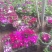 瓜叶菊种植基地瓜叶菊自产自销。500万直销