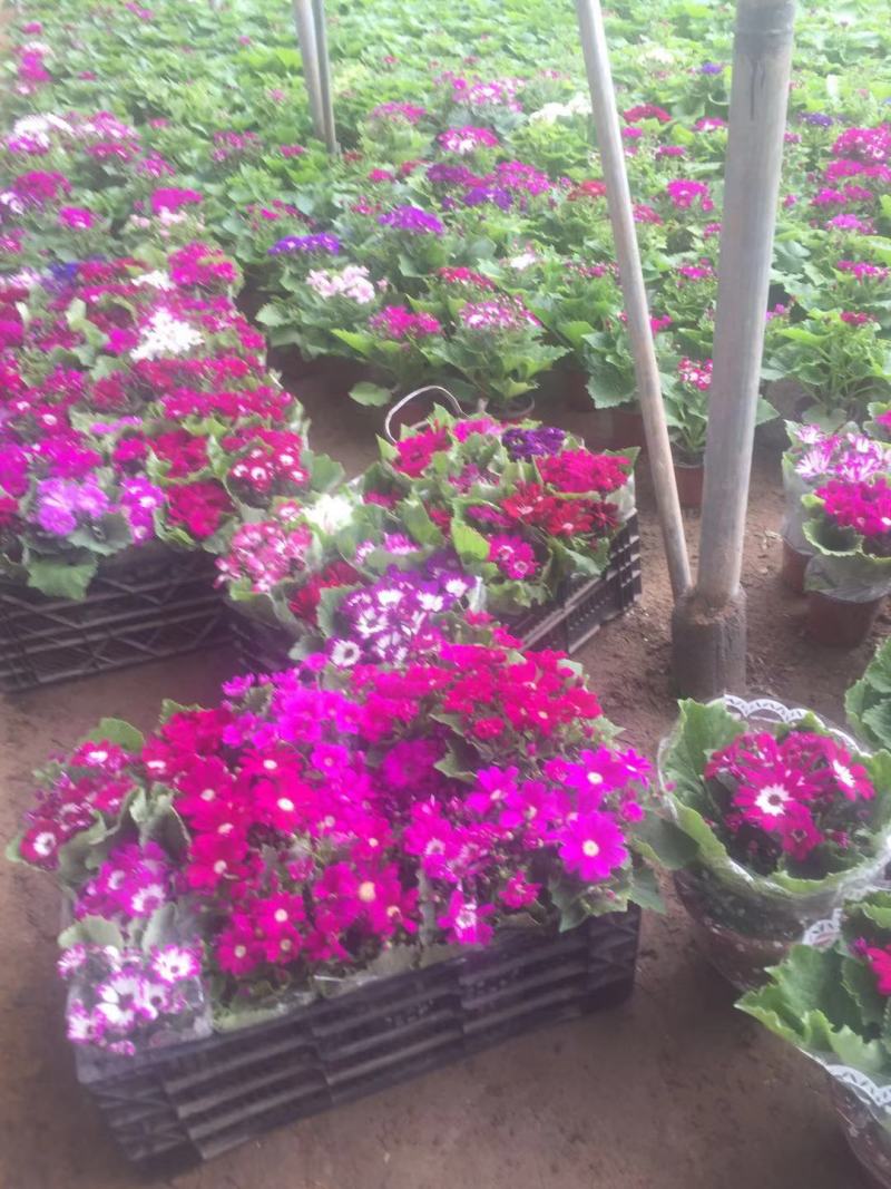 瓜叶菊种植基地瓜叶菊自产自销。500万直销