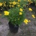 木春菊种植基地木春菊自产自销。300万低价处理。