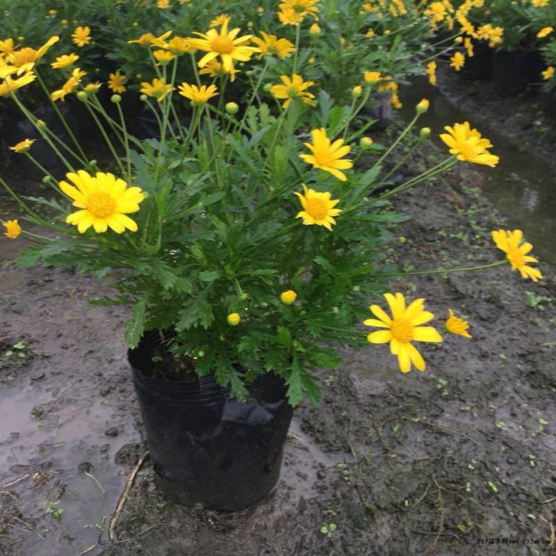 木春菊种植基地木春菊自产自销。300万低价处理。