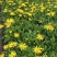 木春菊种植基地木春菊自产自销。300万低价处理。