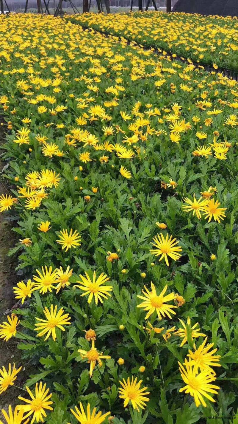 木春菊种植基地木春菊自产自销。300万低价处理。