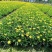 木春菊种植基地木春菊自产自销。300万低价处理。