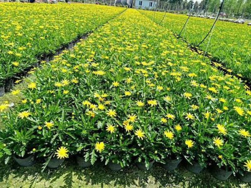 木春菊种植基地木春菊自产自销。300万低价处理。