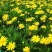 木春菊种植基地木春菊自产自销。300万低价处理。
